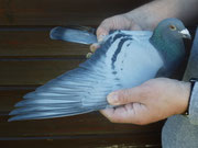 1te Konkurssieger DV- 07018-12-473Vogel