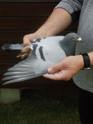 Vater 473 DV  Vogel 534