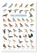 Poster Vögel Mitteleuropas