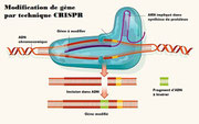 Insertion d'un fragment d'ADN pour modifier un gène