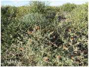 JOJOBA ORIGINAL SPECIES with Orange Desert Globemallow