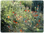 JOJOBA ORIGINAL SPECIES with Orange Desert Globemallow