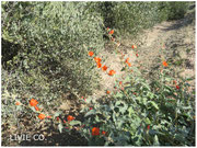 JOJOBA ORIGINAL SPECIES with Orange Desert Globemallow