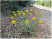 JOJOBA ORIGINAL SPECIES with Desert Marigold Native Wildflower