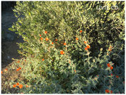 JOJOBA ORIGINAL SPECIES with Orange Desert Globemallow