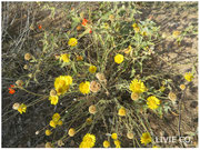 JOJOBA ORIGINAL SPECIES with Desert Marigold Native Wildflower