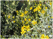 JOJOBA ORIGINAL SPECIES with Brittlebush