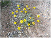 JOJOBA ORIGINAL SPECIES with Desert Marigold Native Wildflower