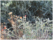 JOJOBA ORIGINAL SPECIES with Orange Desert Globemallow