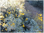 JOJOBA ORIGINAL SPECIES with Brittlebush