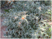 JOJOBA ORIGINAL SPECIES with Orange Desert Globemallow