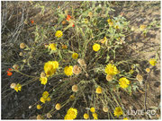 JOJOBA ORIGINAL SPECIES with Orange Desert Globemallow