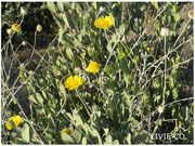 JOJOBA ORIGINAL SPECIES with Desert Marigold Native Wildflower