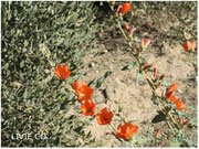 JOJOBA ORIGINAL SPECIES with Orange Desert Globemallow