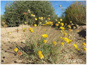 JOJOBA ORIGINAL SPECIES with Desert Marigold Native Wildflower