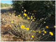 JOJOBA ORIGINAL SPECIES with Desert Marigold Native Wildflower