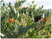 JOJOBA ORIGINAL SPECIES with Orange Desert Globemallow