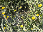 JOJOBA ORIGINAL SPECIES with Desert Marigold Native Wildflower