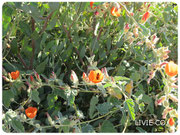 JOJOBA ORIGINAL SPECIES with Orange Desert Globemallow