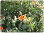 JOJOBA ORIGINAL SPECIES with Orange Desert Globemallow