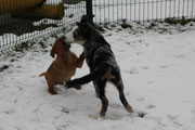 Welpenschule mit Filou.