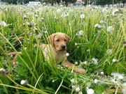 Labrador auf grünem frischen Löwenzahnbett.