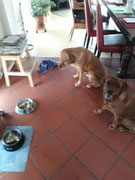 ... ich mit meiner Freundin Pepper und einer Hundetorte.
