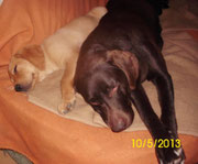 Kuscheln mit Dina.