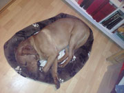 Schlafen in der Bibliothek ist richtig anstrengend.