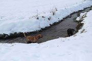Auch im Winter muss ein Labrador ins Wasser.