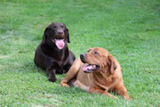 Xira und Rocky verstehen sich richtig gut.