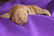 Tessy   2 Uhr 19   410 g