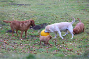 Unser neuer Treibball.