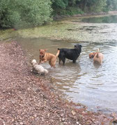 Meine Hundefreunde am Baggersee
