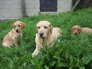 Joy, Laika und ich beim Relaxen im Gras.