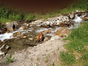 Juni 2014: Urlaub in Südtirol - viel Wasser, viel Labbi-Paradies.