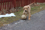 Marley vom FC Donautal.