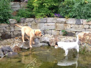 Labrador + Teich = Paradies