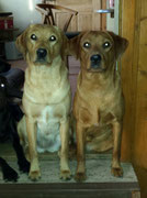 April 2015: Flame mit ihrer großen Halbschwester Sunny.