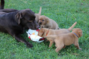 Rocky spielt mit uns.