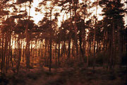 Verwischter Wald, aus dem Zug gesehen, Foto, Enno Franzius