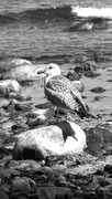 Möwe auf einem Stein, Rügen, bei Kap Arkona, Schwarzweißfoto, Enno Franzius