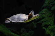 Une tortue marine nageant majestueusement dans le grand bassin de Nausicaá à Boulogne-sur-Mer. Le Centre National de la Mer est situé à proximité de notre gîte de vacances.