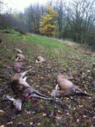 2011-11-12, Utzenhain (D): Strecke des Rieglers mit 12 Schützen, rechts vorne mein Kalb