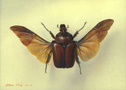 Genia Chef, The Bug from My Collection of Insects, 13 x 18 cm, oil on panel