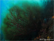 algue filamenteuse sur gorgone
