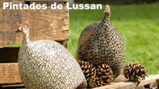 http://ceramique-de-lussan.com