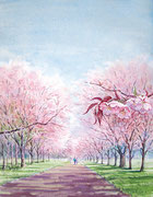 水彩画　　　　　　　　静内二十間道路の桜並木