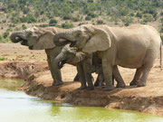 Addo Elephant Park