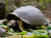 Isla Floreana, Galapagos Islands